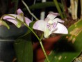 /album/podochileae/dendrobium-kingianum-jpg/